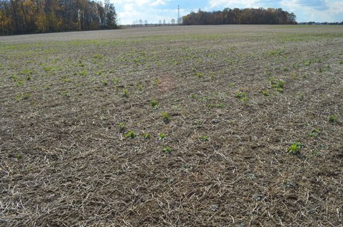 Property photo 7 - 75.3 Acres Offered in 2 Tracts